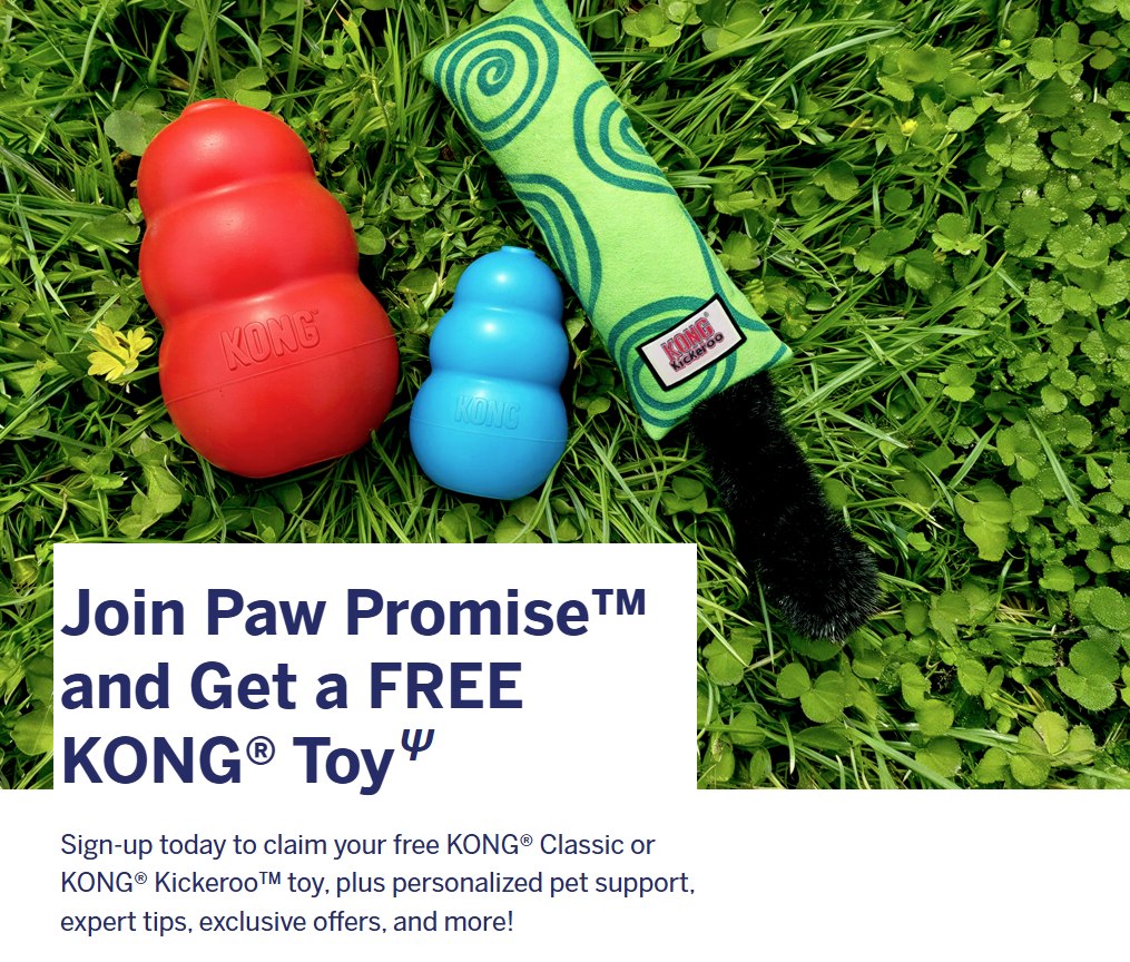 Free Kong Pet Toy